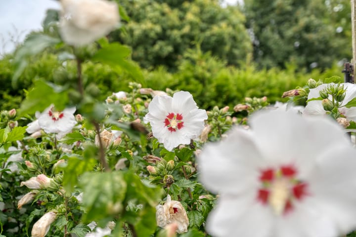 Foto 38 van Tichelmeesterlaan 70