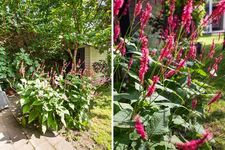 Foto 55 van Peperstraat 15