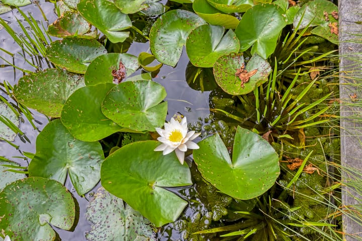 Foto 37 van Witte Molenweg 2