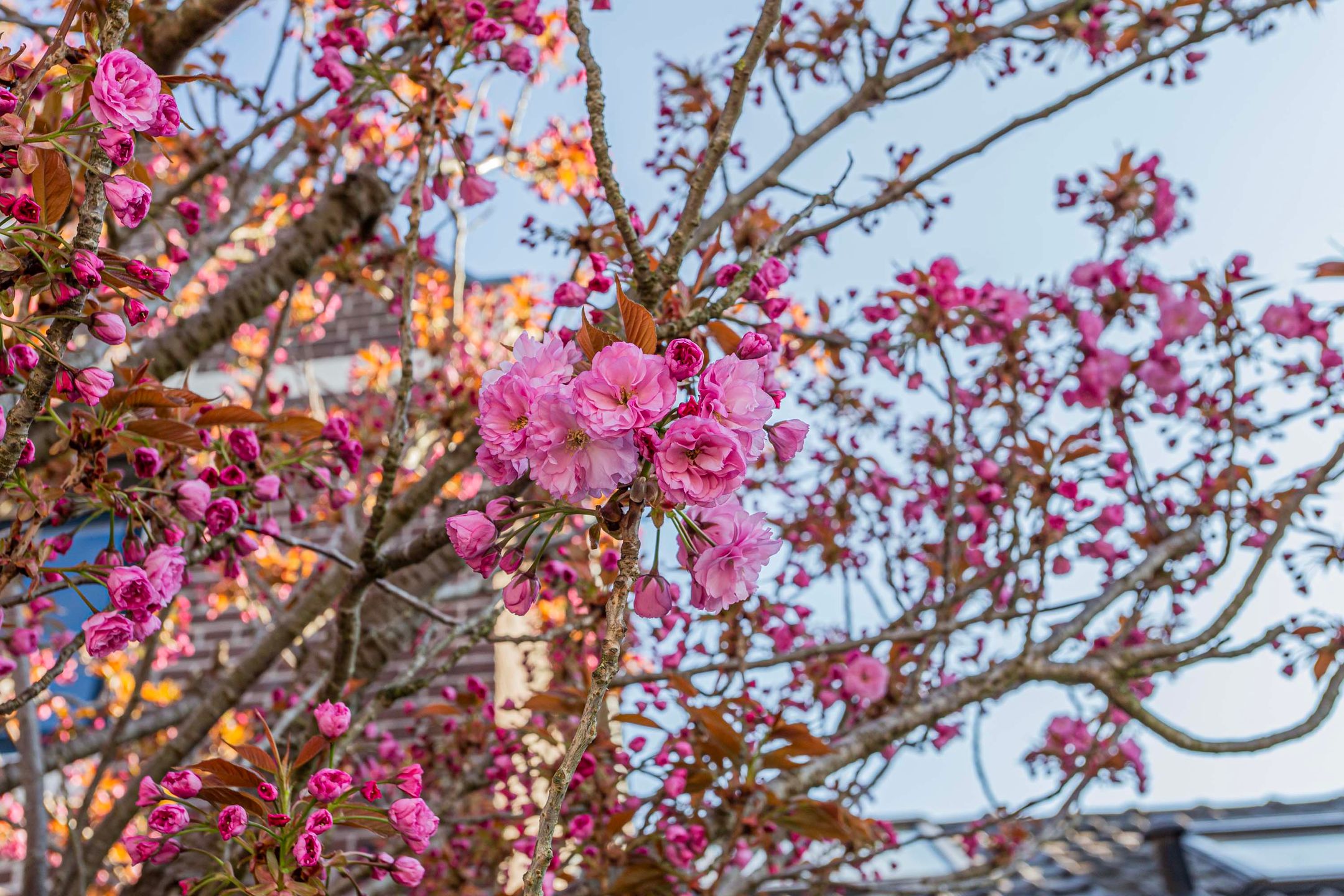 Foto 6 van Zandweg 100
