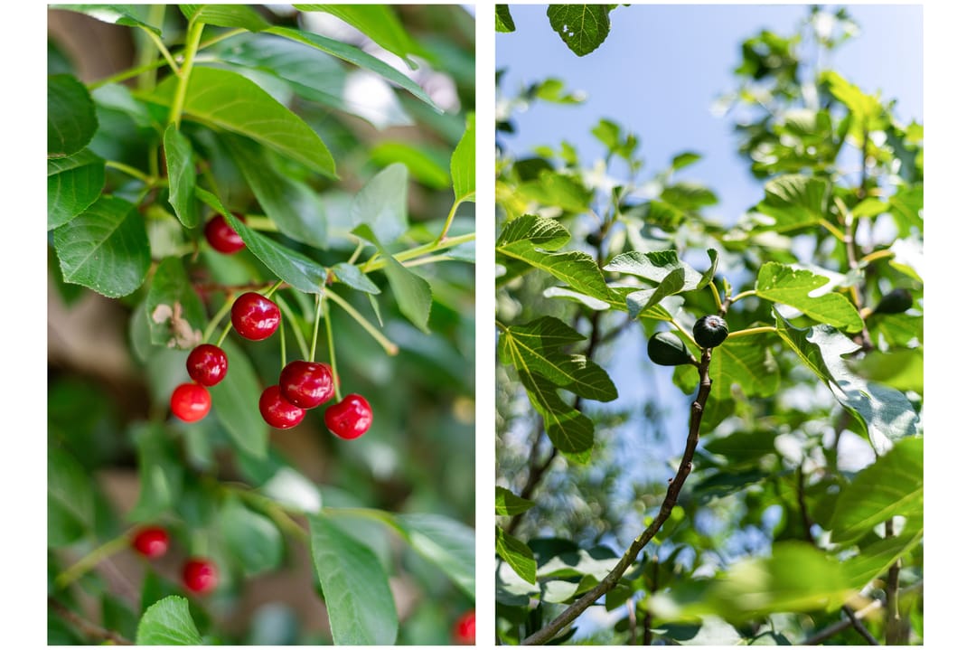 Foto 16 van Lodewijk van Deyssellaan 266