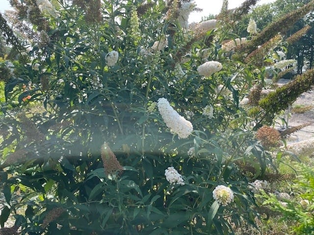 Foto 26 van Horster-Engweg 17-234