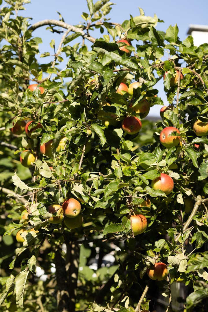 Foto 64 van Standerdlaan 19