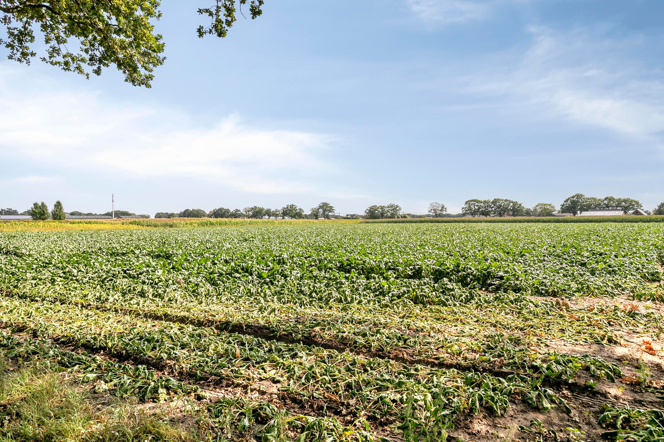 Foto 9 van Griendtsveenseweg 9