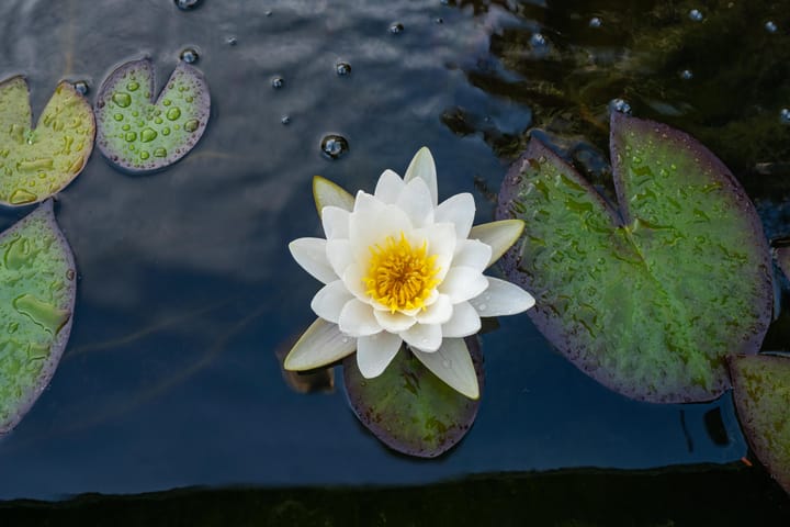 Foto 46 van Kennedysingel 53