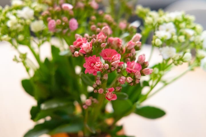 Foto 43 van Pluimgras 13