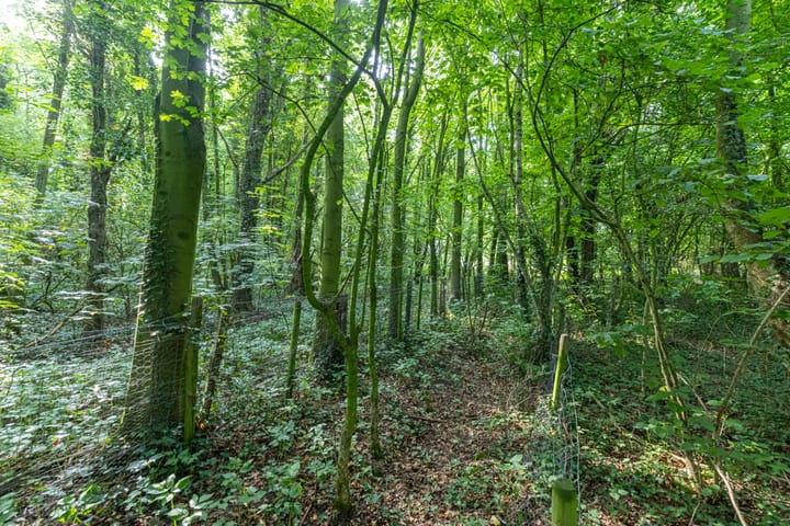 Photo 55 of Wyldpaed 8