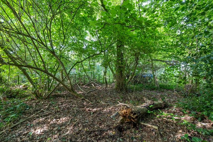 Photo 57 of Wyldpaed 8