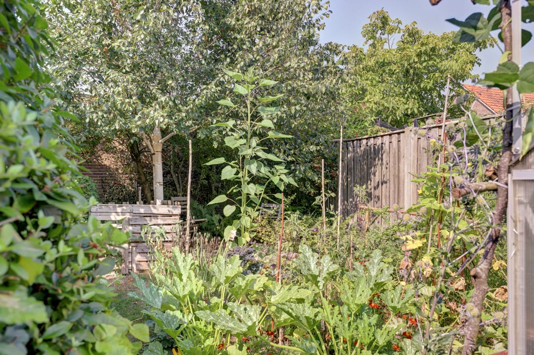 Photo 37 of Weegbree 3