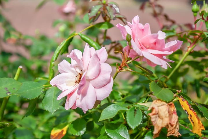 Foto 5 van Hengeveldstraat 38