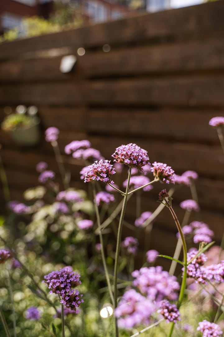 Foto 42 van Bachkade 14