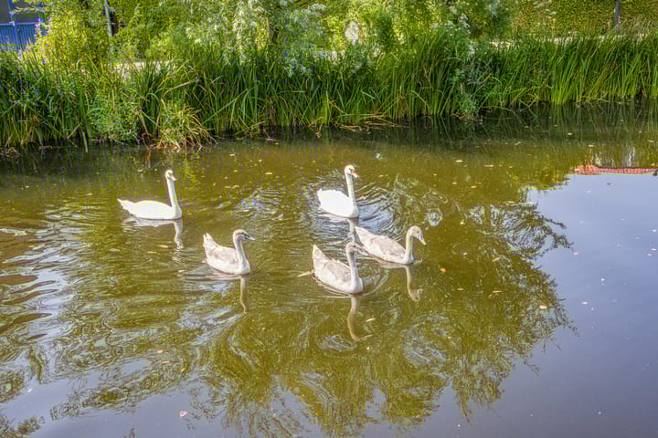 Foto 58 van Zuidereinde 124