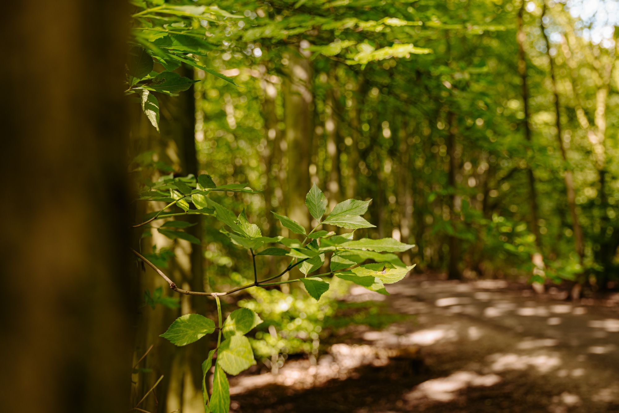 Foto 48 van Oosteinderweg 334