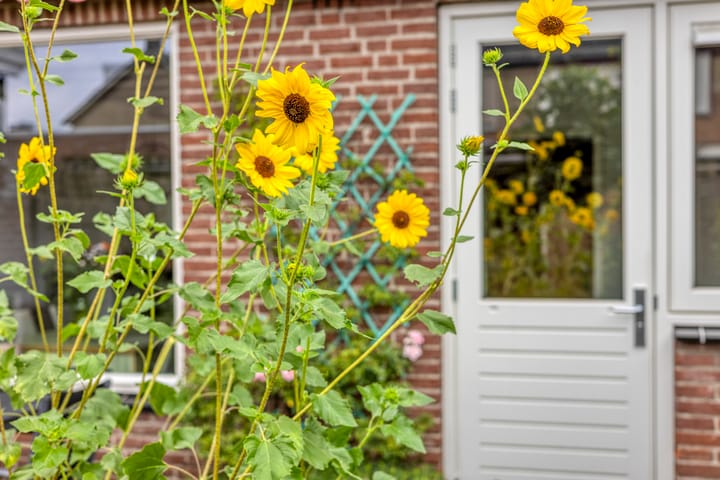 Foto 37 van Heer van Rodestraat 169