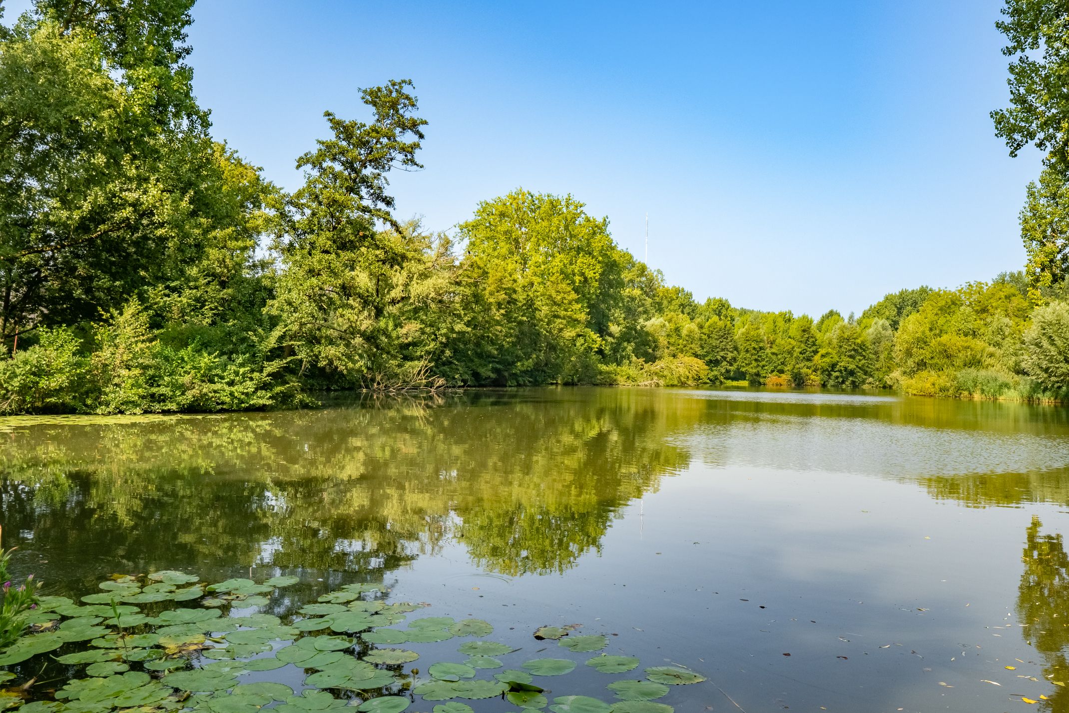 Foto 36 van Zonnebloemstraat 33