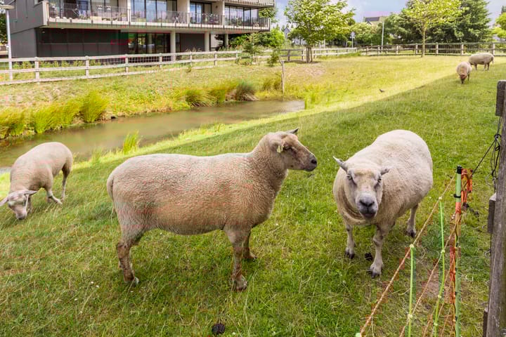 Foto 3 van Luzernevlinder 76