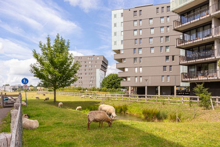 Foto 35 van Luzernevlinder 76