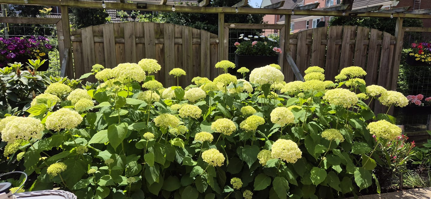 Foto 10 van Waldhoorn 37