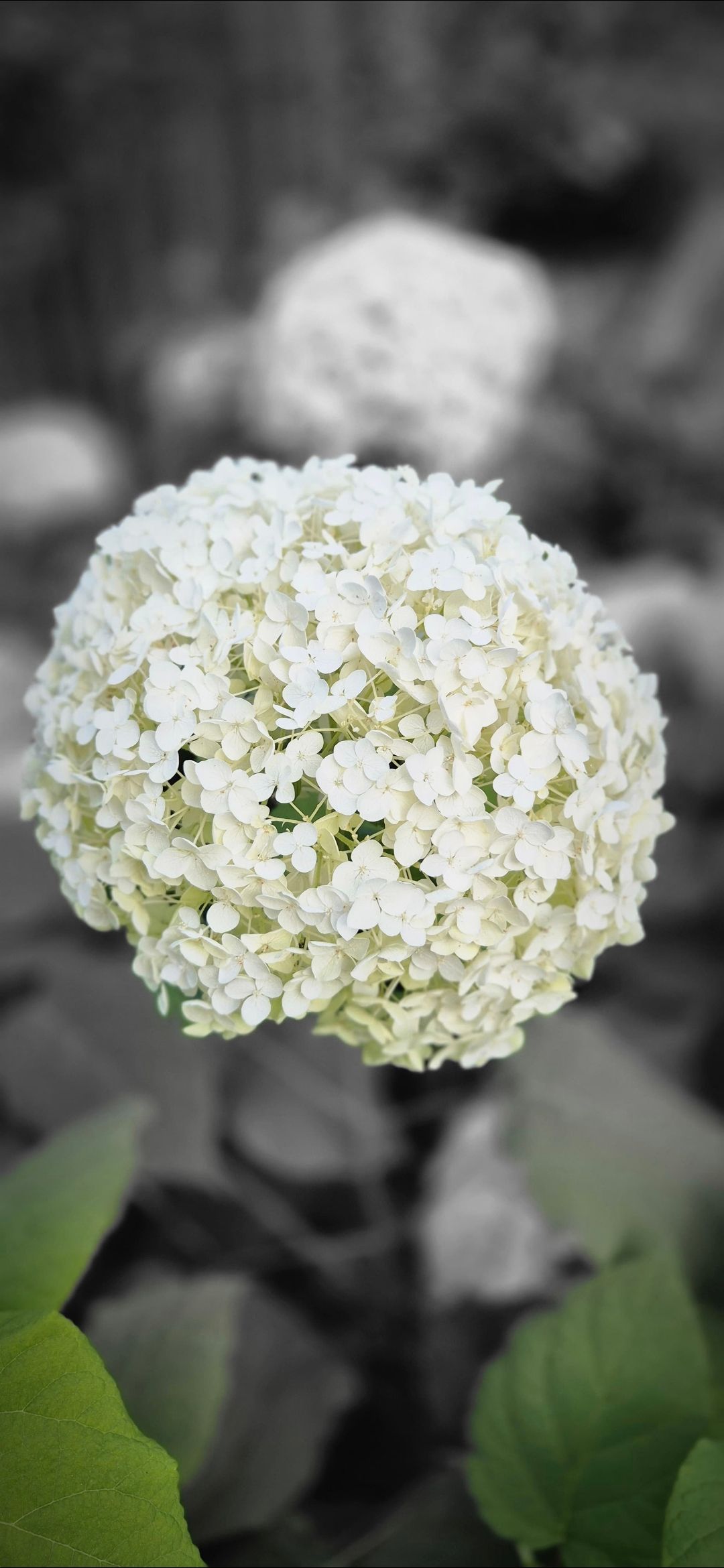 Foto 11 van Waldhoorn 37