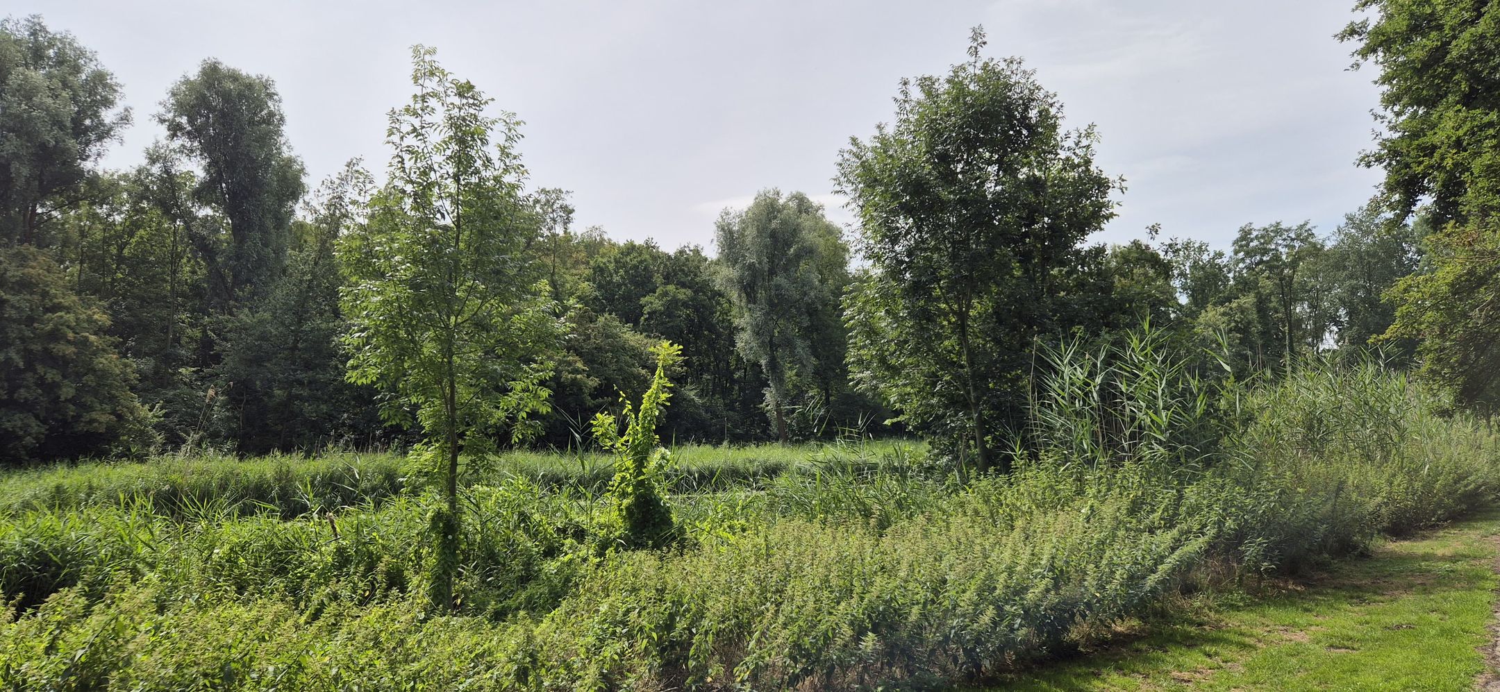 Foto 45 van Waldhoorn 37