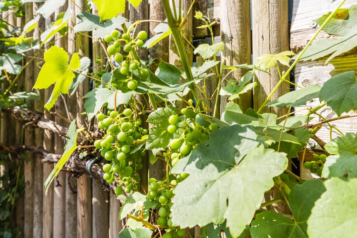 Foto 40 van Porfier 6