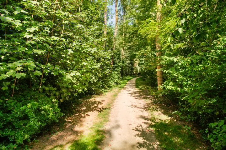 Foto 5 van Zonnebloempad 40