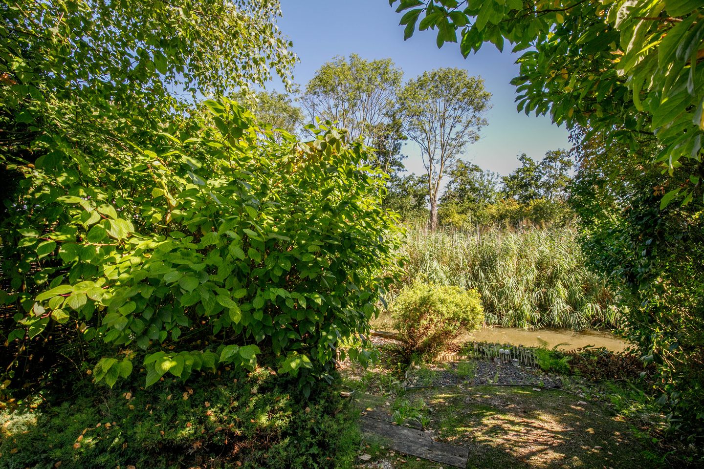 Foto 34 van Luzerneklaver 21