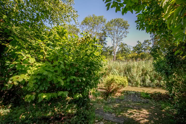 Foto 34 van Luzerneklaver 21