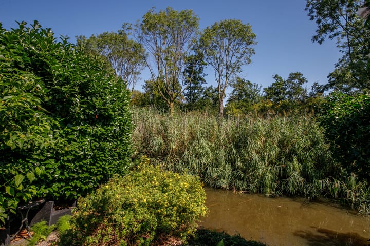 Foto 35 van Luzerneklaver 21