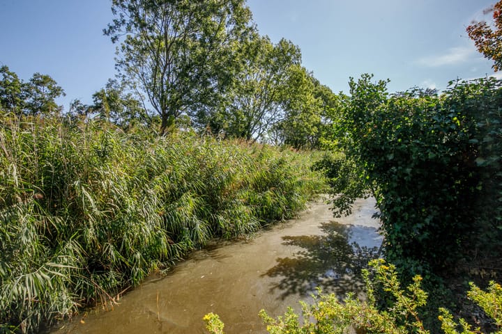 Foto 37 van Luzerneklaver 21