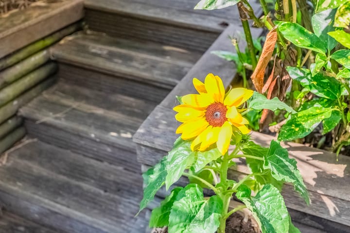 Foto 46 van Merijntje Gijzenburg 17