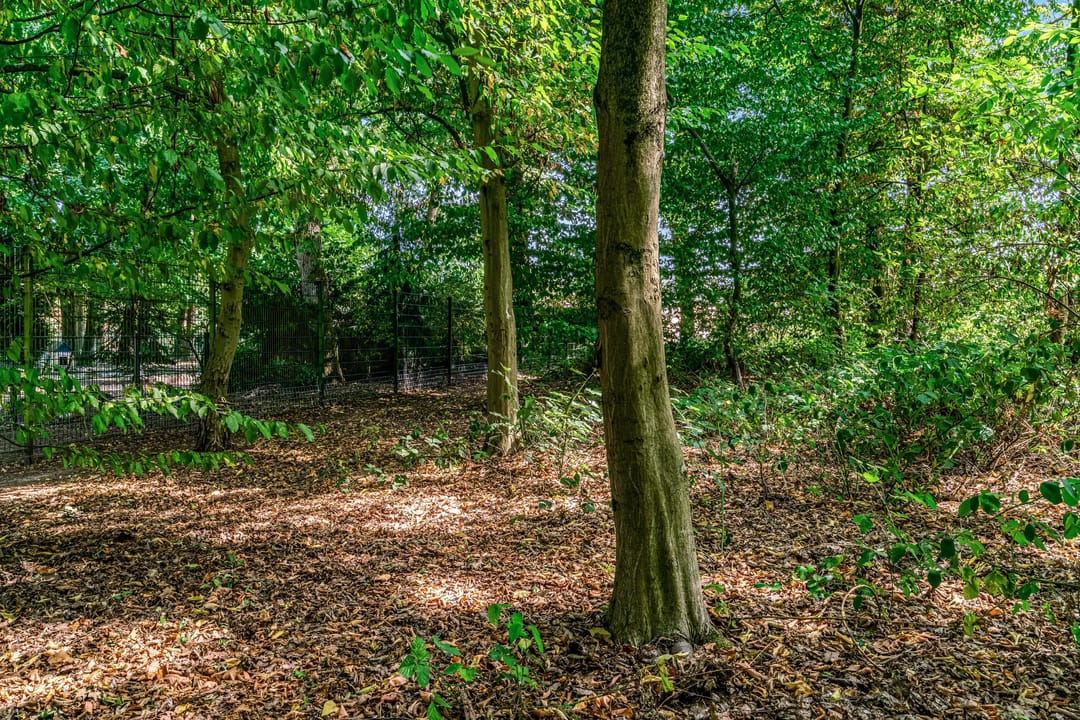 Photo 37 of Den Roover 22