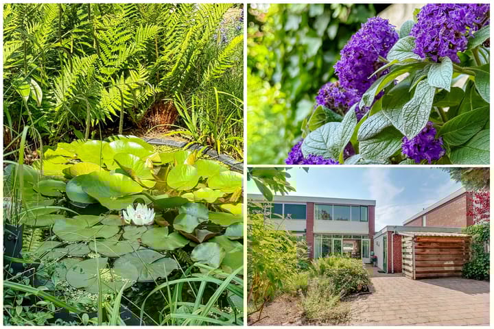 Foto 36 van Kolkrijst 151