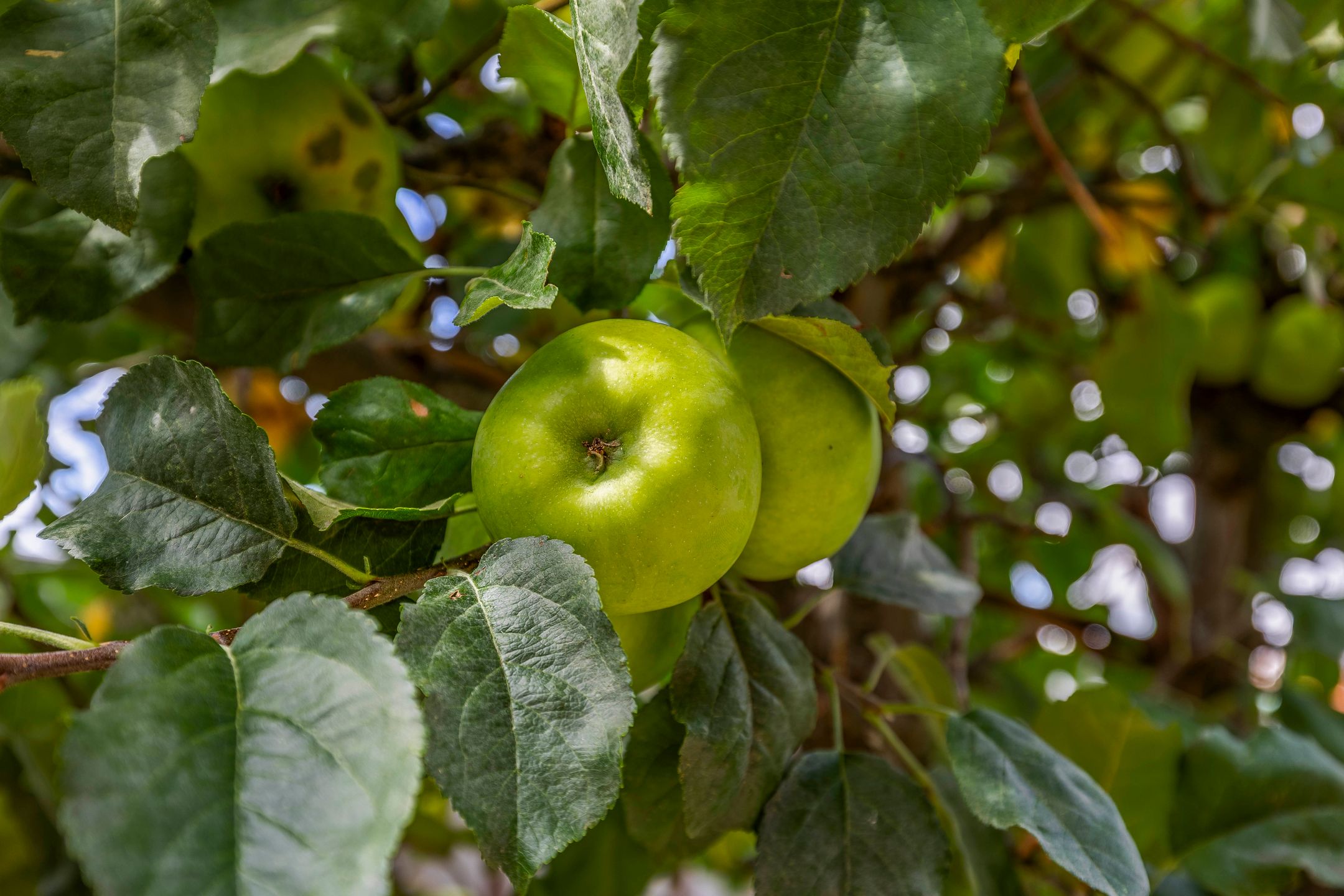 Foto 24 van van Heeswijkstraat 21