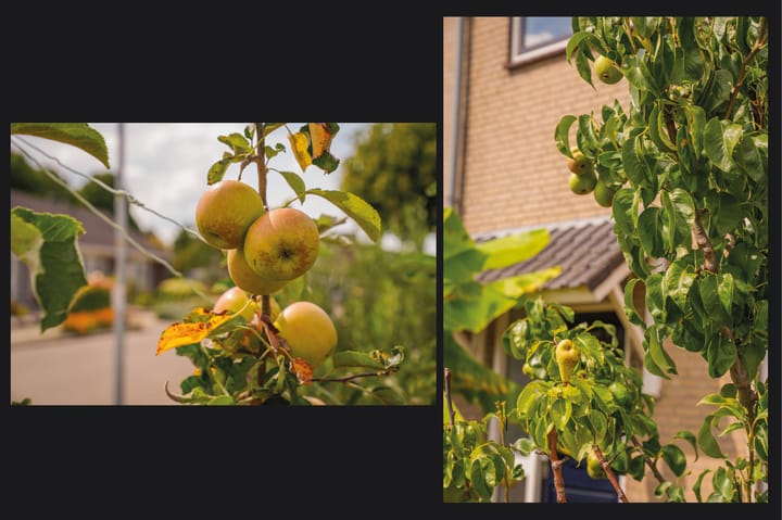 Foto 30 van Korenbloemstraat 67