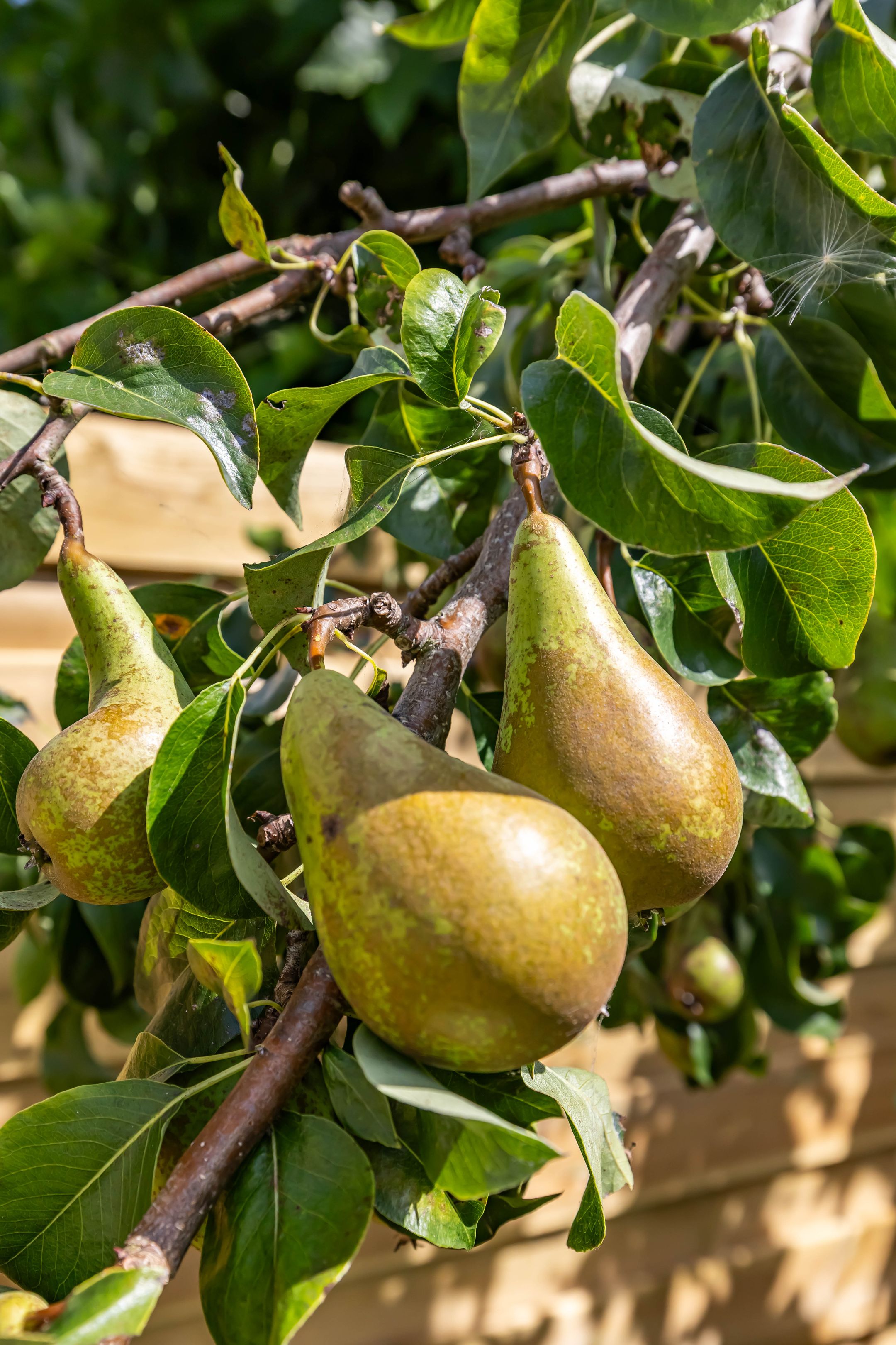 Foto 30 van Blauwborg 26