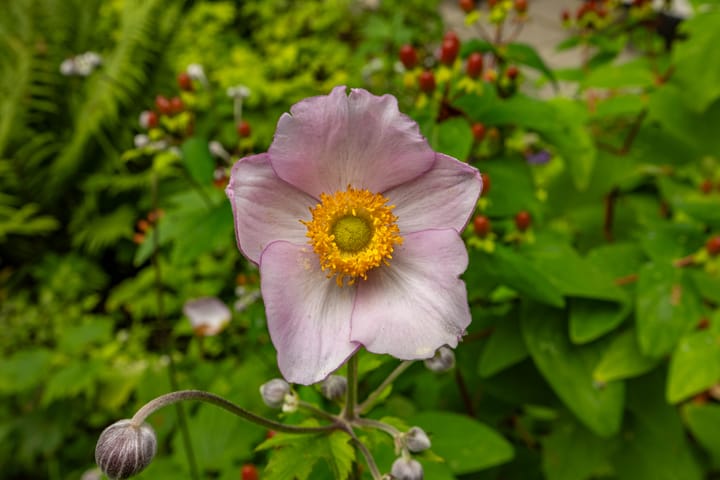 Foto 19 van Goeman Borgesiuslaan 72