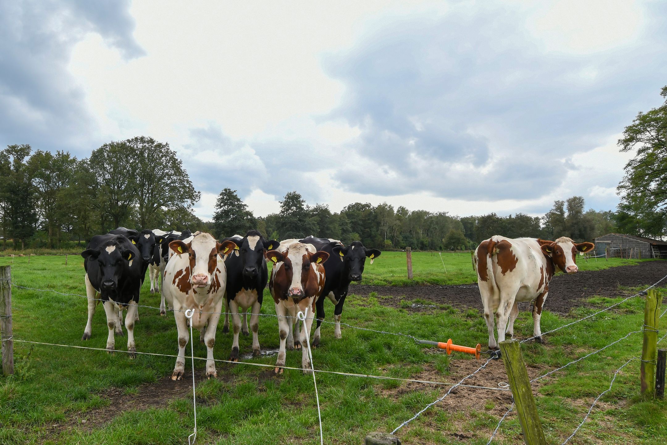 Foto 39 van Kruispeelweg 23