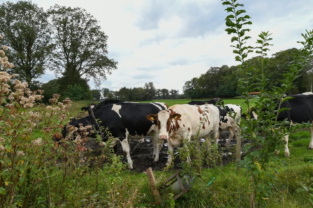 Foto 43 van Kruispeelweg 23