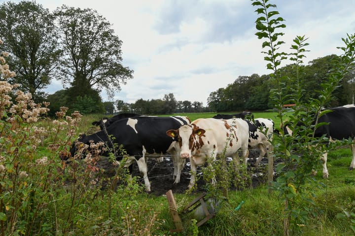 Foto 43 van Kruispeelweg 23