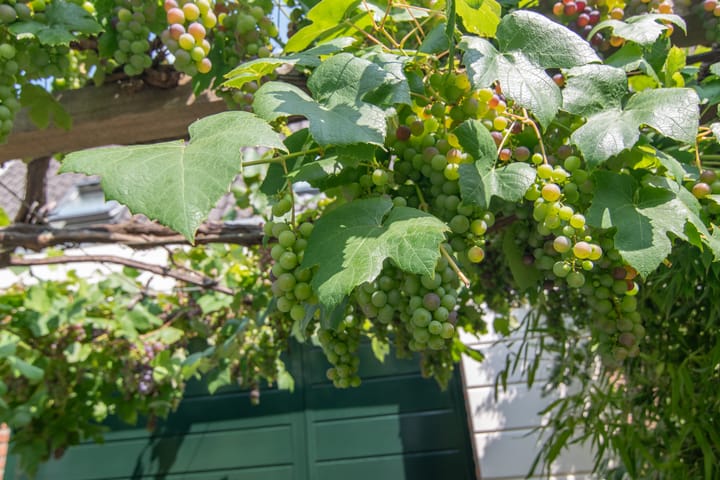 Foto 3 van Lavendeltuin 30