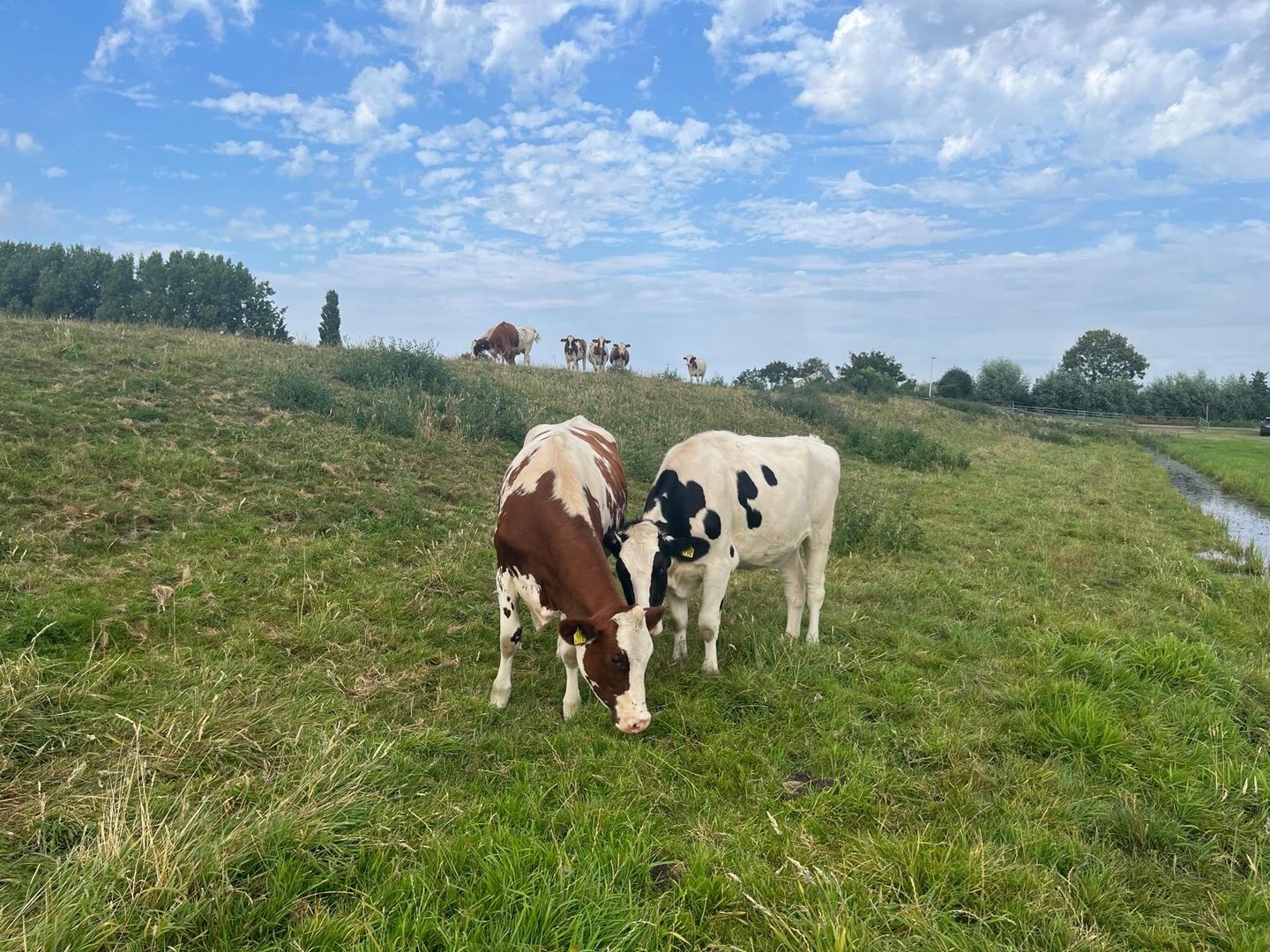 View photo 4 of Oudendijkseweg