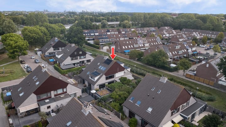 Foto 40 van Cichorei 16