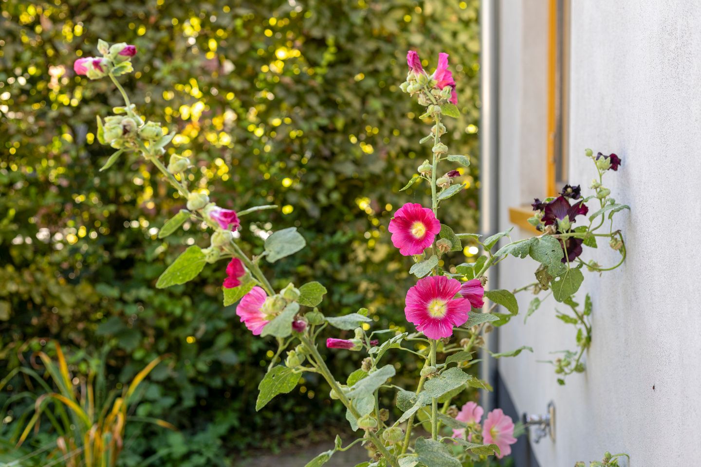 Foto 50 van Zutphensestraat 152