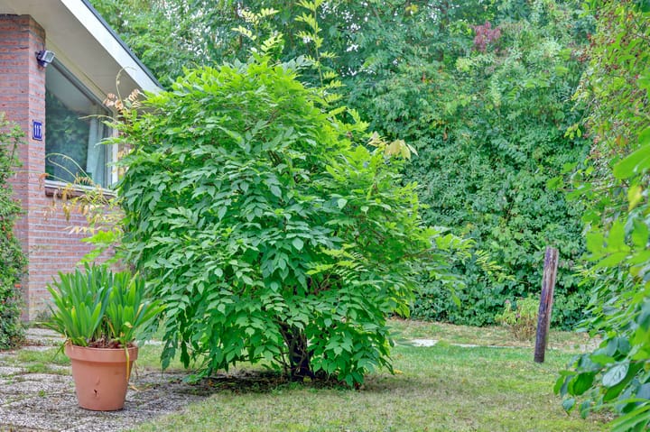 Foto 28 van Oostweg 2-0117