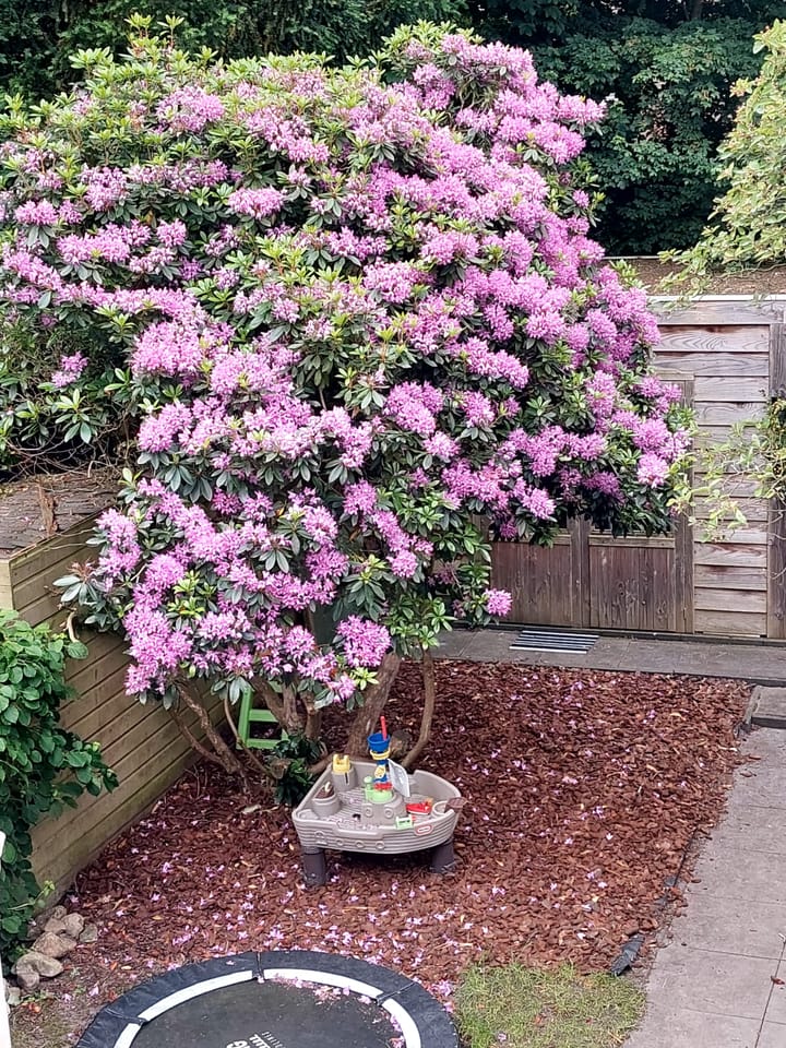 Foto 49 van Sweelincklaan 19