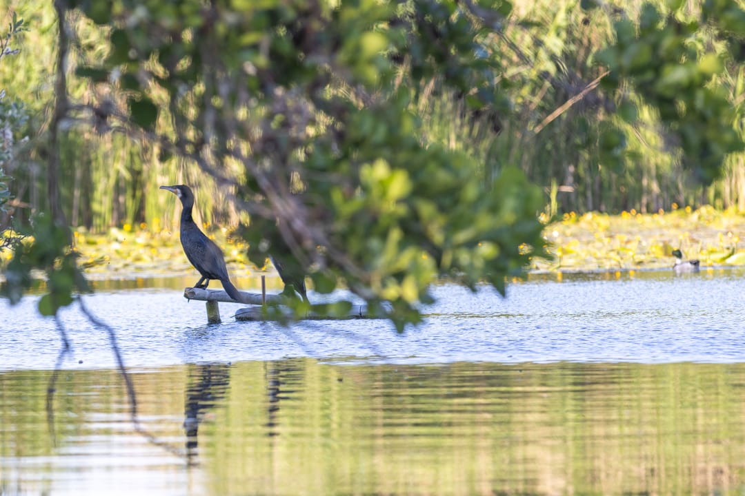 Foto 38 van Overmeerseweg 12