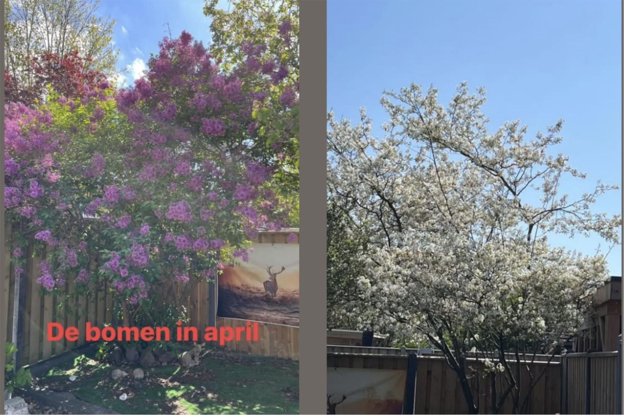 Foto 36 van Morrastraat 4