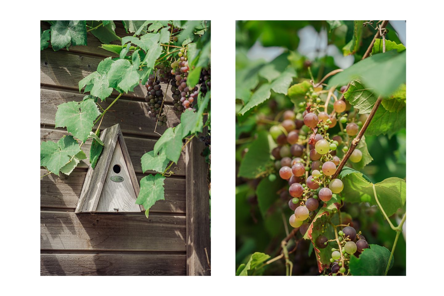 Foto 10 van Knobbelzwaan 77