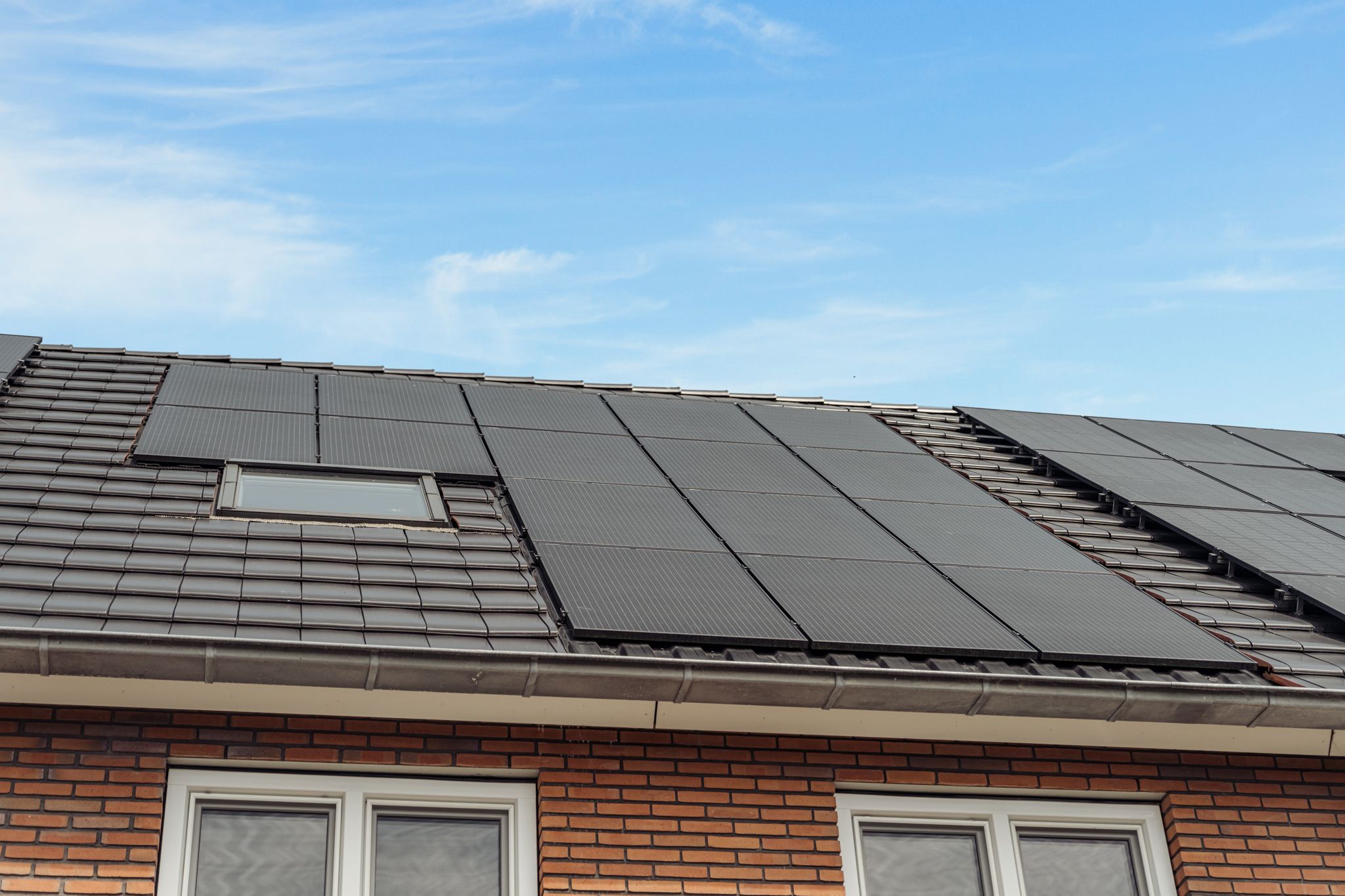 Foto 39 van Knobbelzwaan 77